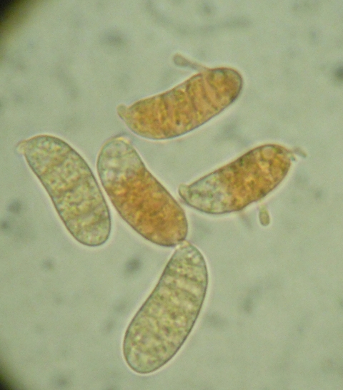 Dacrymyces variisporus?